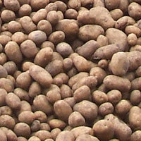 Stock Feed Potatoes