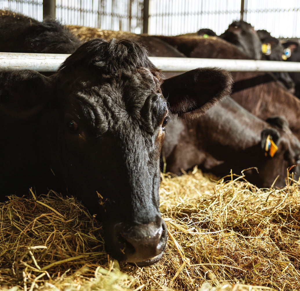 Cow being fed feed