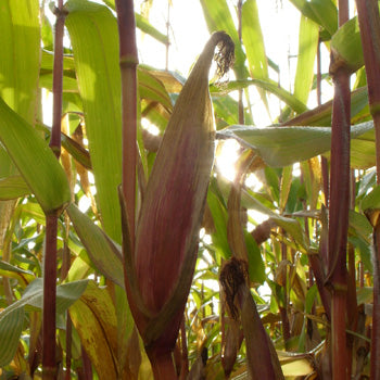 KENTAURUS Silage maize